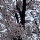 父の退院と総社神社さんの桜